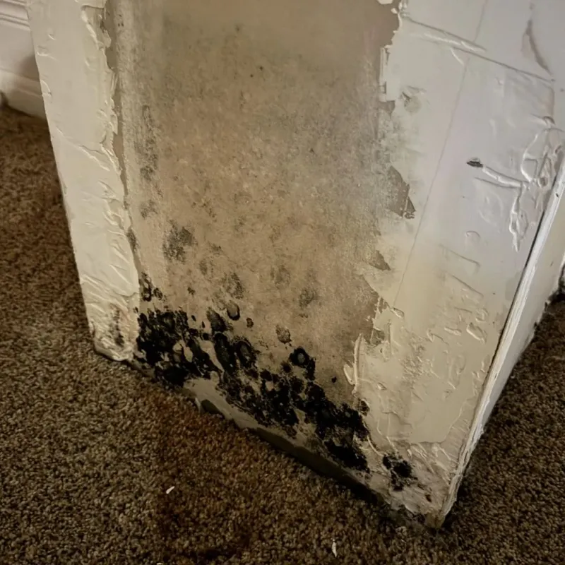 Professional Mold Removal in Marissa, IL
